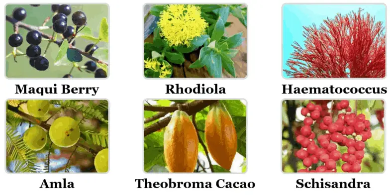 mitolyn ingredients